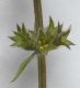 image of Stachys sylvatica