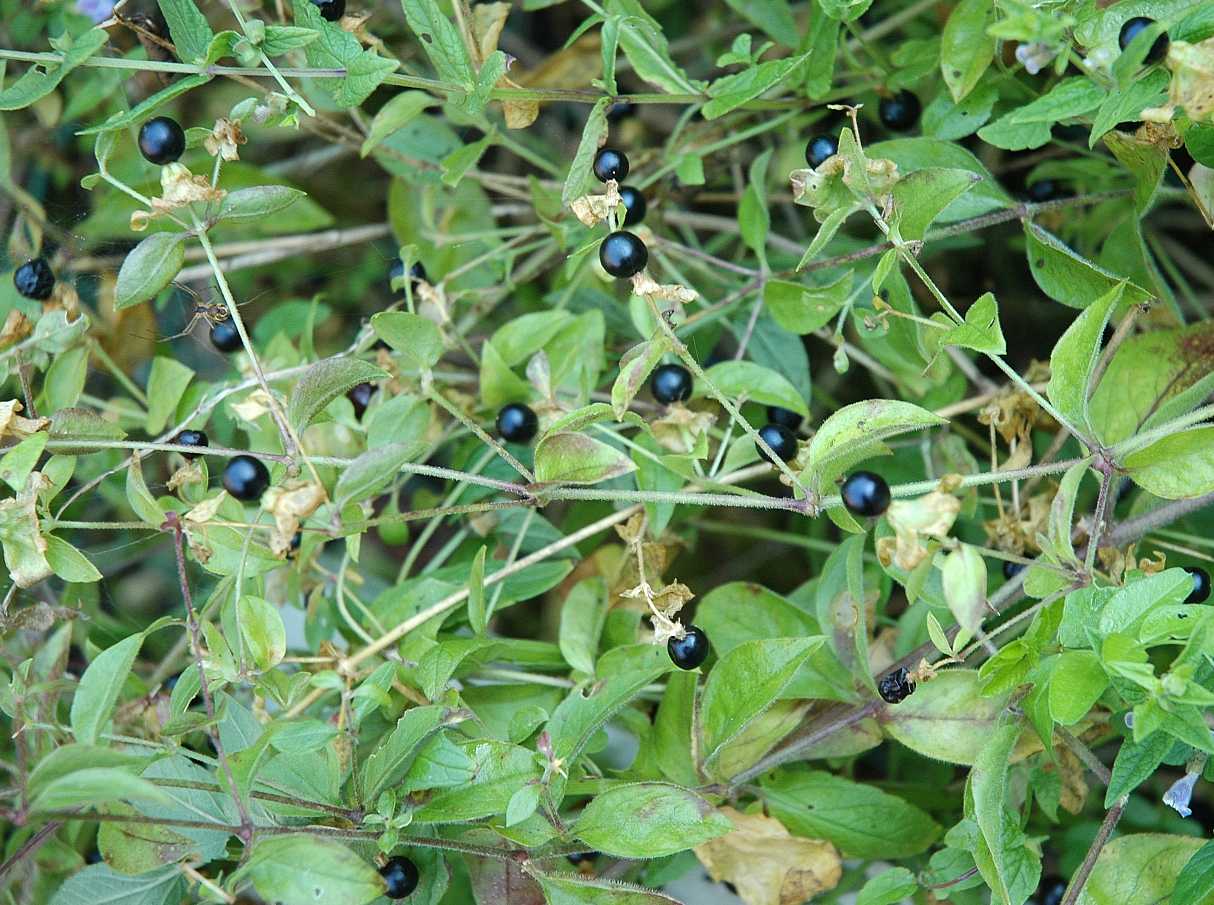 Caryophyllaceae Cucubalus baccifer