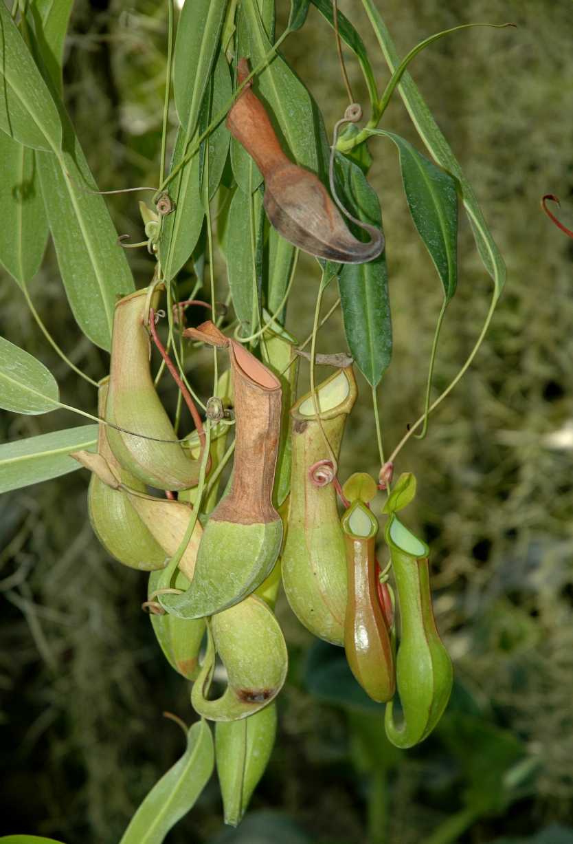 Nepenthaceae Nepenthes alata