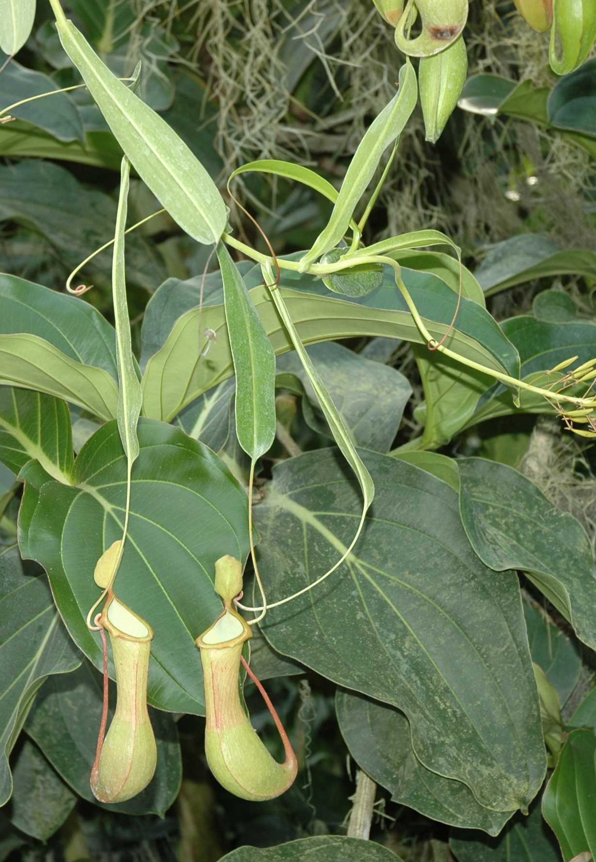 Nepenthaceae Nepenthes alata