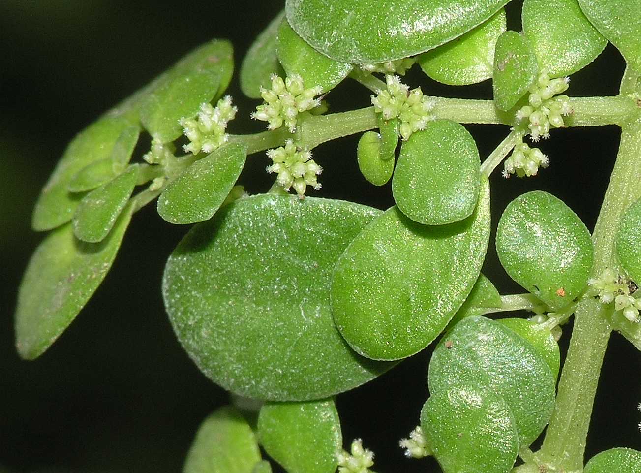 Urticaceae Pilea muscosa