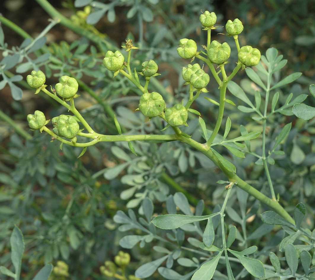 Rutaceae Ruta graveolens