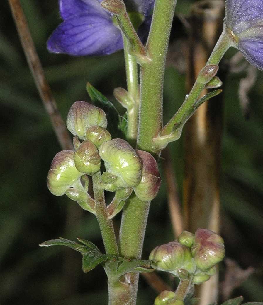 Ranunculaceae Aconitum napellus