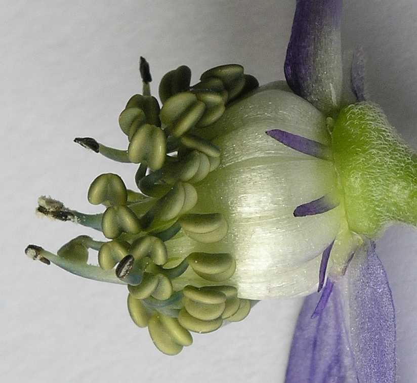 Ranunculaceae Aconitum napellus