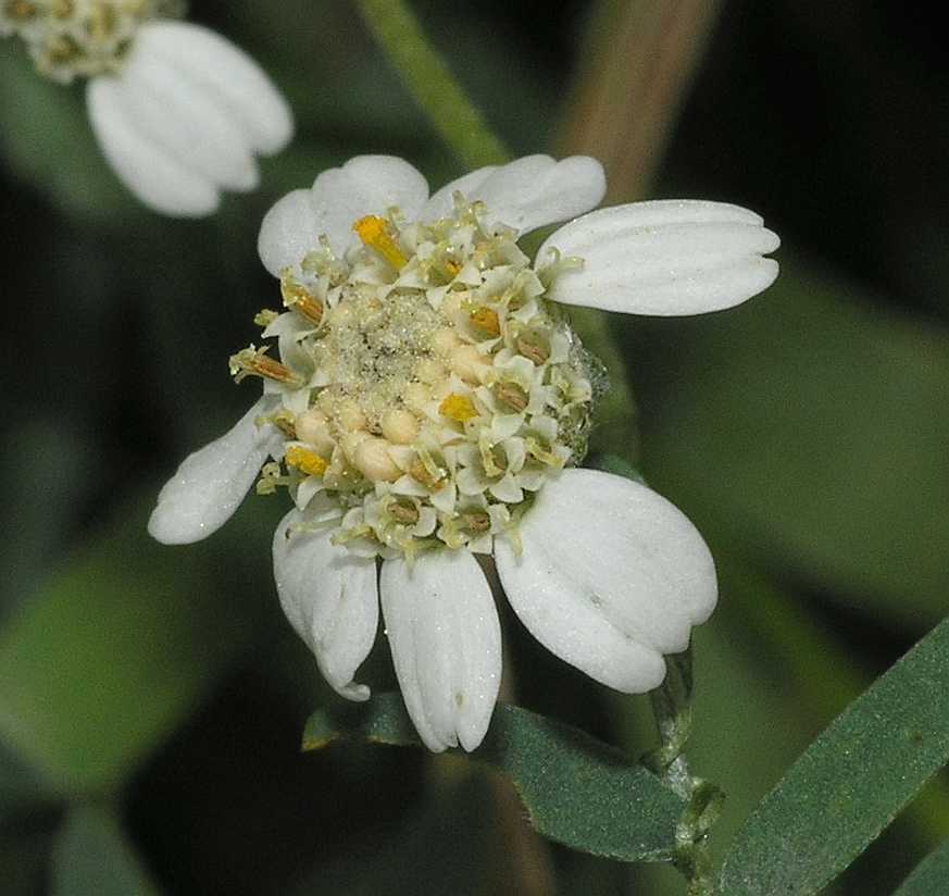 Asteraceae Achillea ptarmica