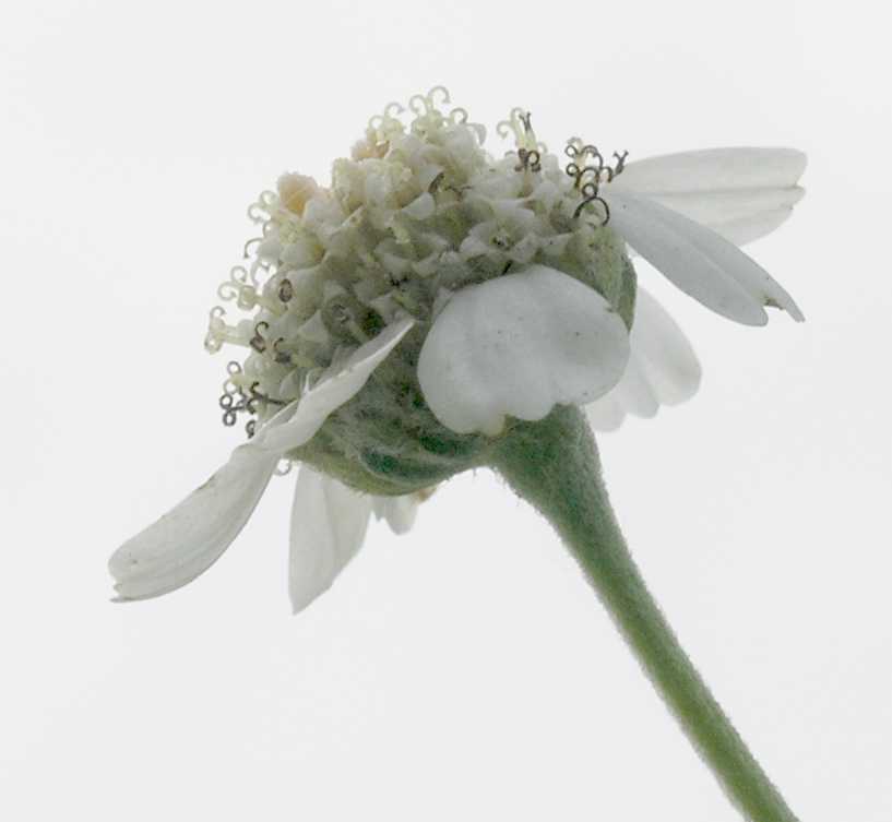 Asteraceae Achillea ptarmica