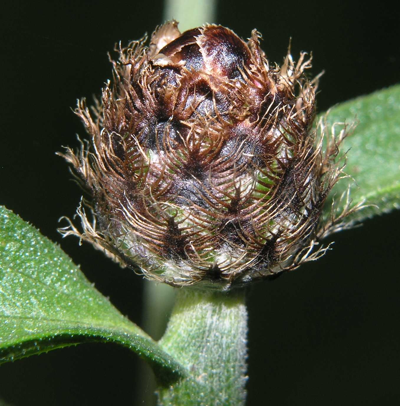 Asteraceae Centaurea 