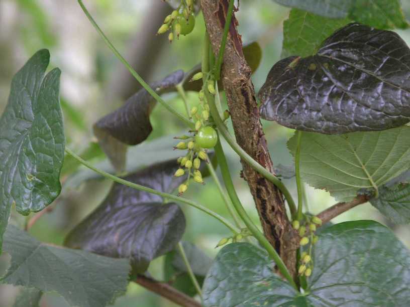 Dioscoreaceae Dioscorea communis