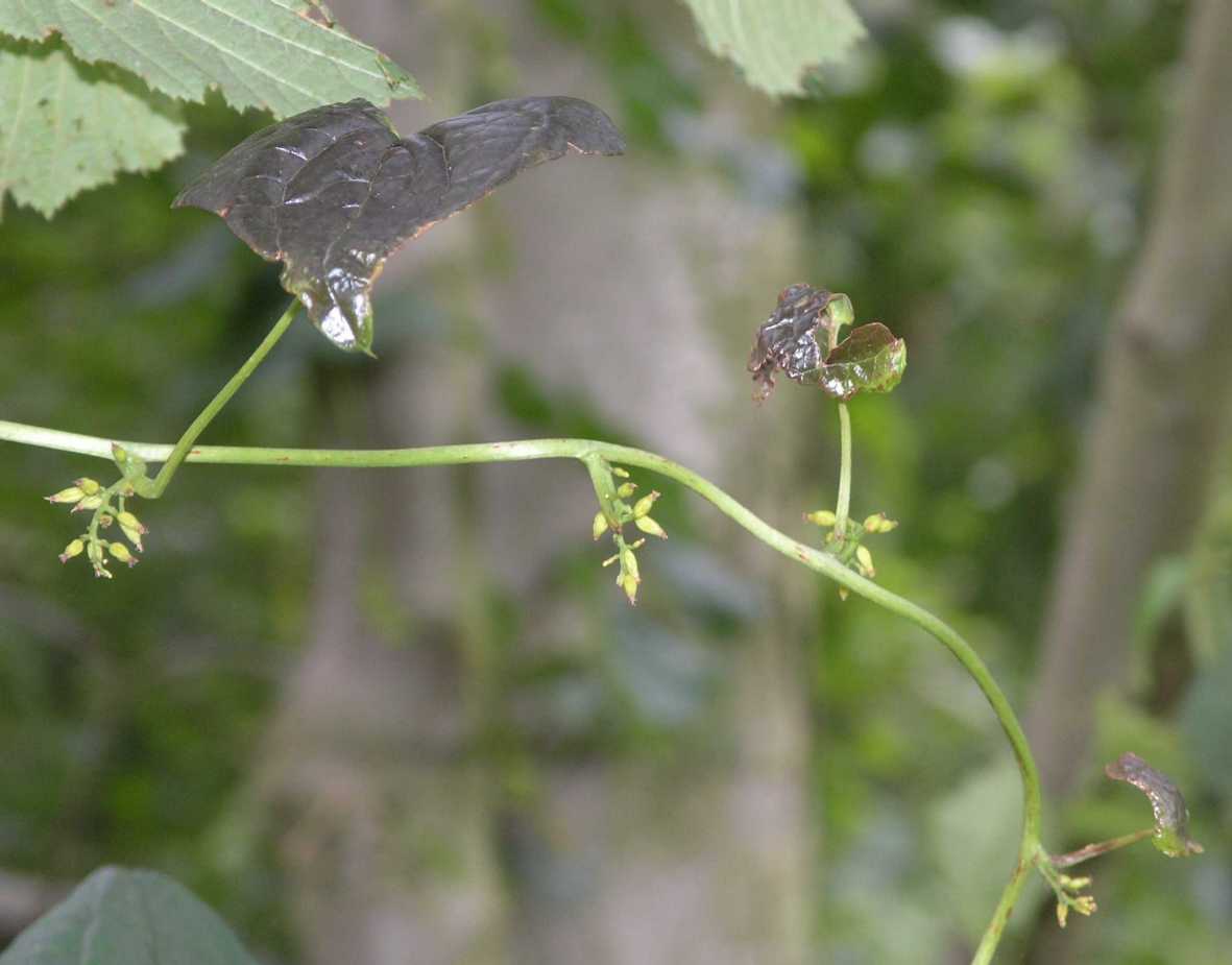 Dioscoreaceae Dioscorea communis