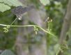 image of Dioscorea communis