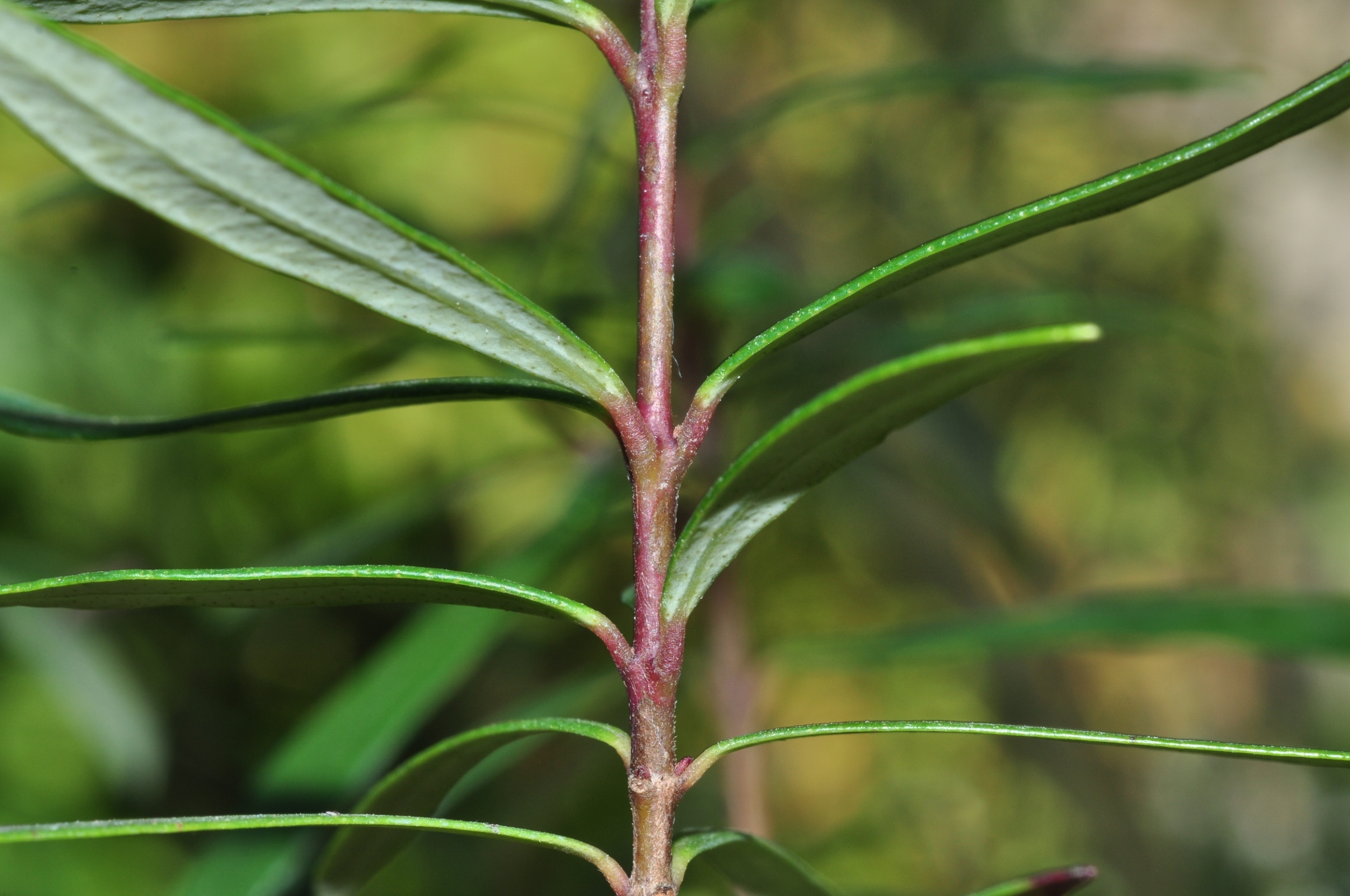 Myrtaceae Myrceugenia pyrifolia