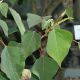 image of Homalanthus nutans