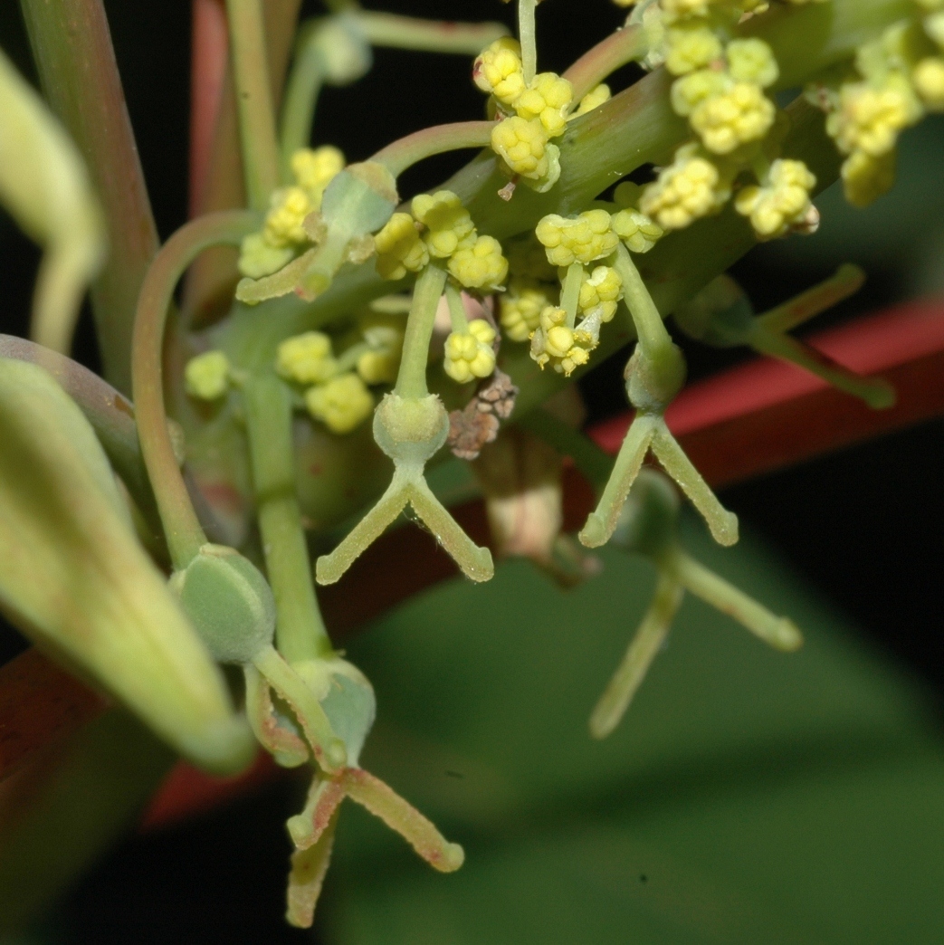 Euphorbiaceae Homalanthus nutans