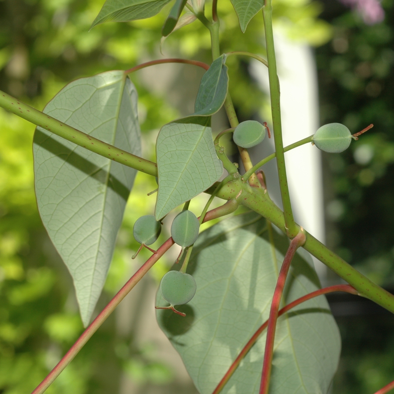 Euphorbiaceae Homalanthus nutans
