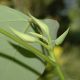 image of Homalanthus nutans