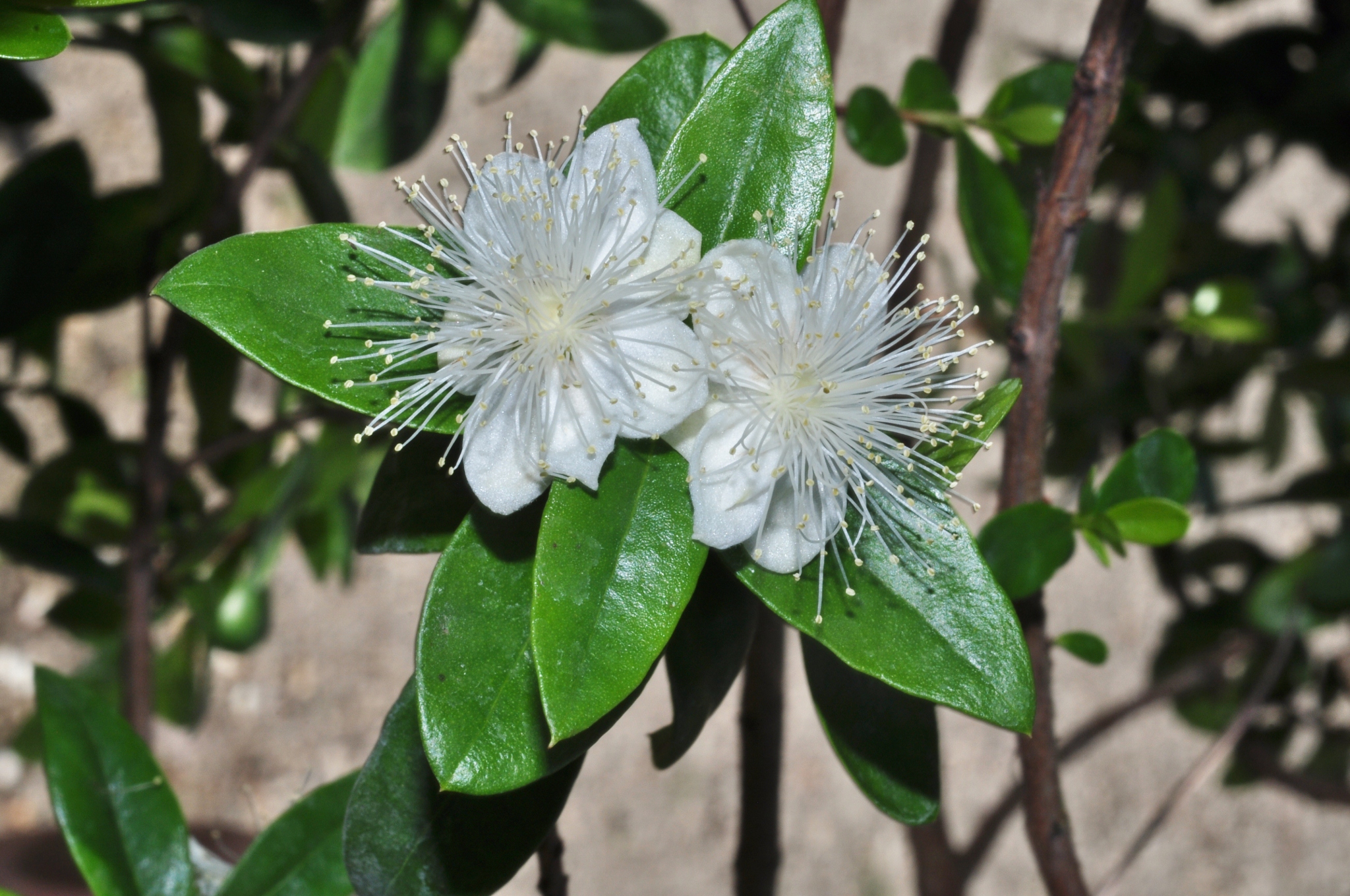 Myrtaceae Myrtus communis
