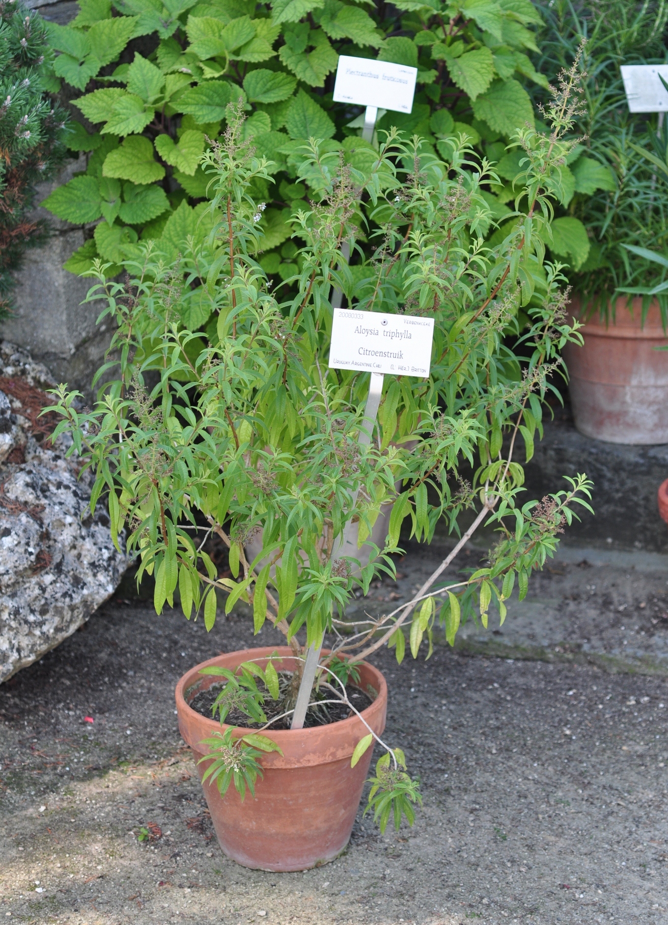 Verbenaceae Aloysia triphylla