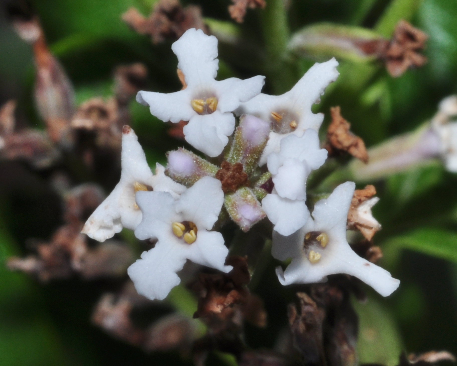 Verbenaceae Aloysia triphylla