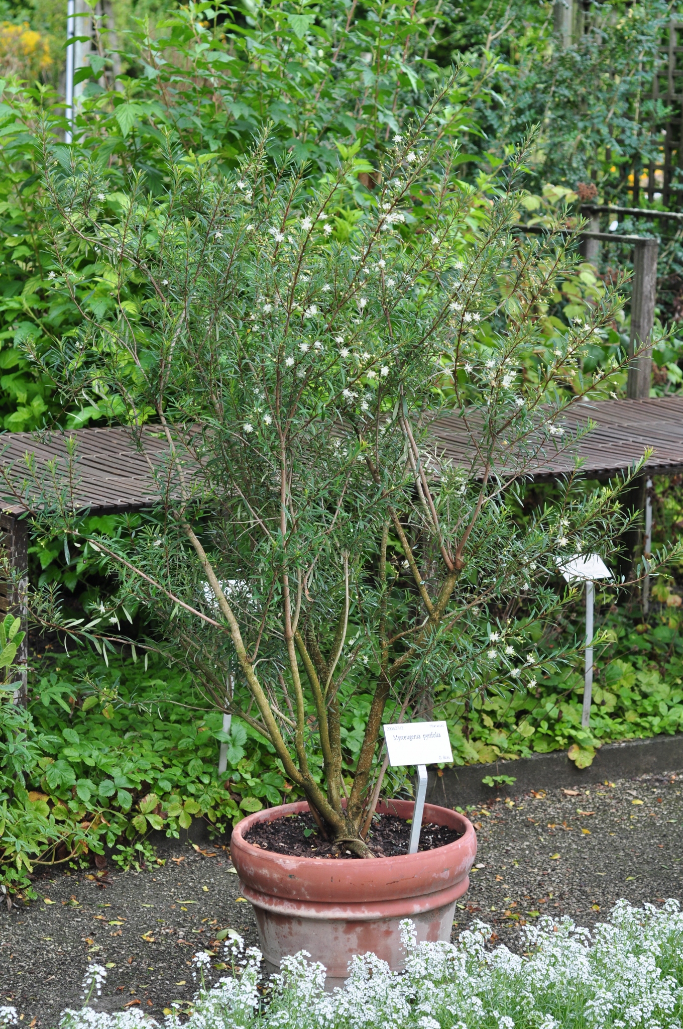 Myrtaceae Myrceugenia pyrifolia