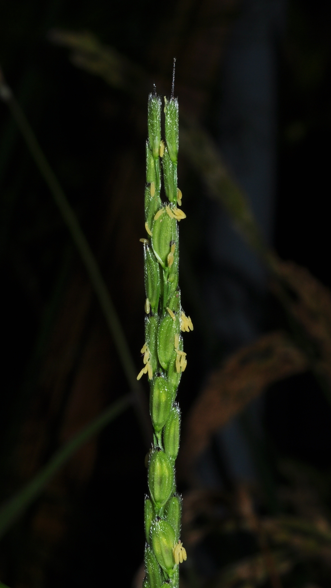 Poaceae Oryza sativa