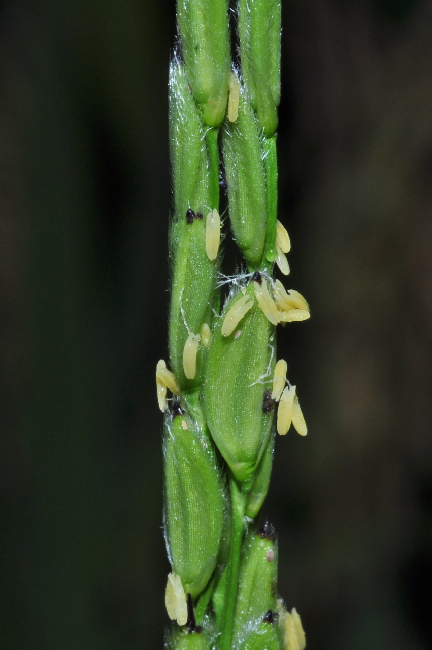Poaceae Oryza sativa