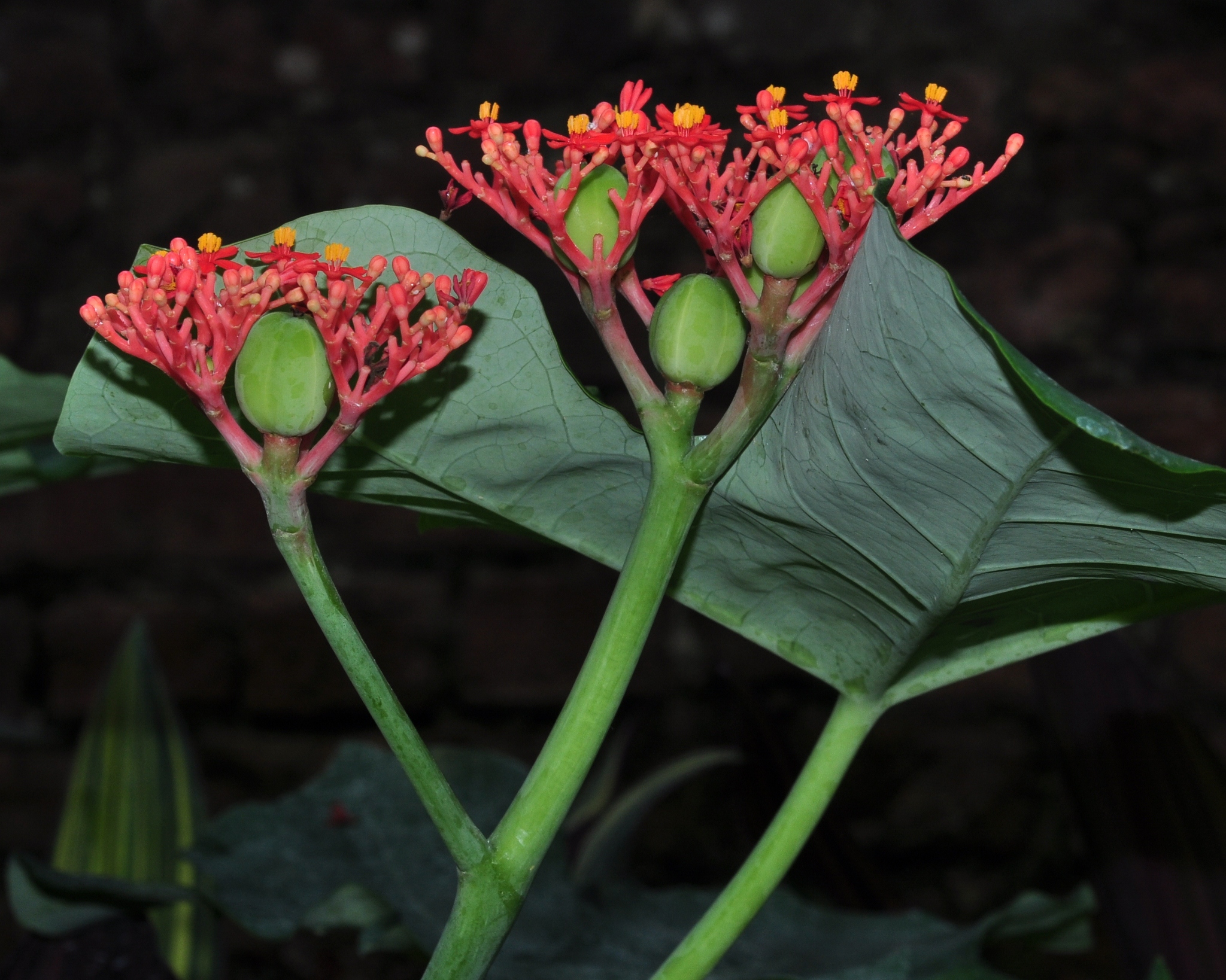 Euphorbiaceae Jatropha podagria