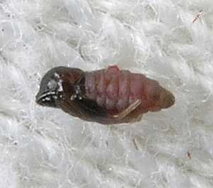 Cecidomyiidae Rhopalomyia vulgare