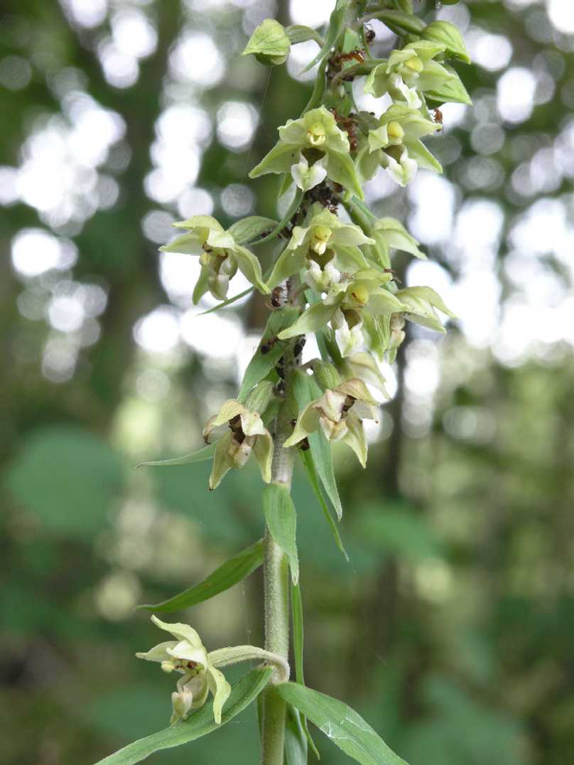 Orchidaceae Epipactis helleborine