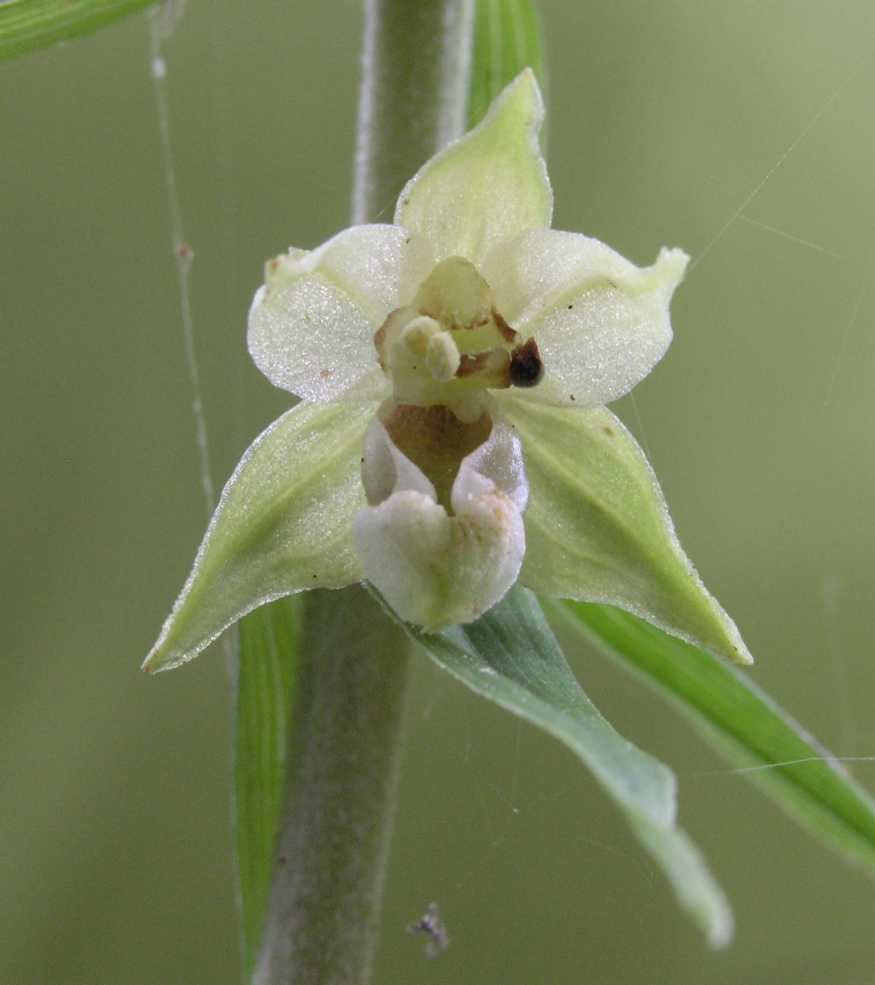 Orchidaceae Epipactis helleborine