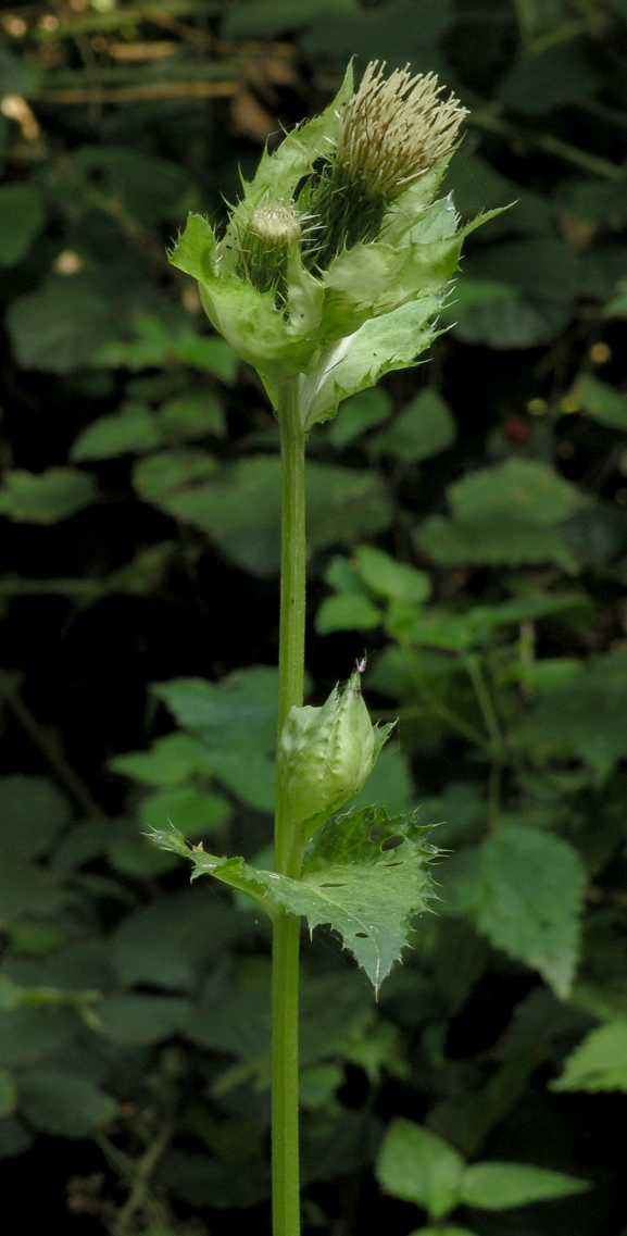 Asteraceae Cirsium oleraceum