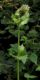 image of Cirsium oleraceum