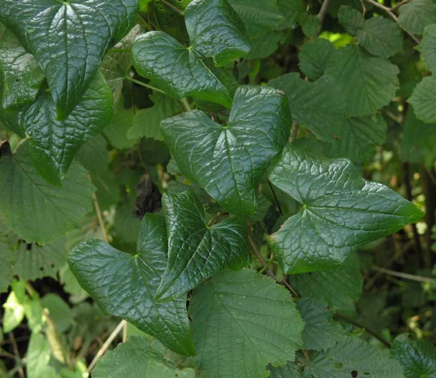 Dioscoreaceae Dioscorea communis