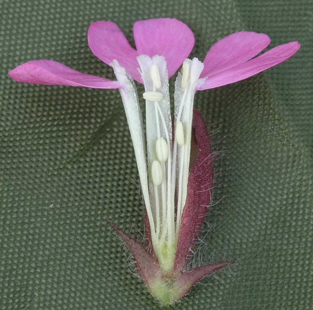Caryophyllaceae Melandrium dioicum