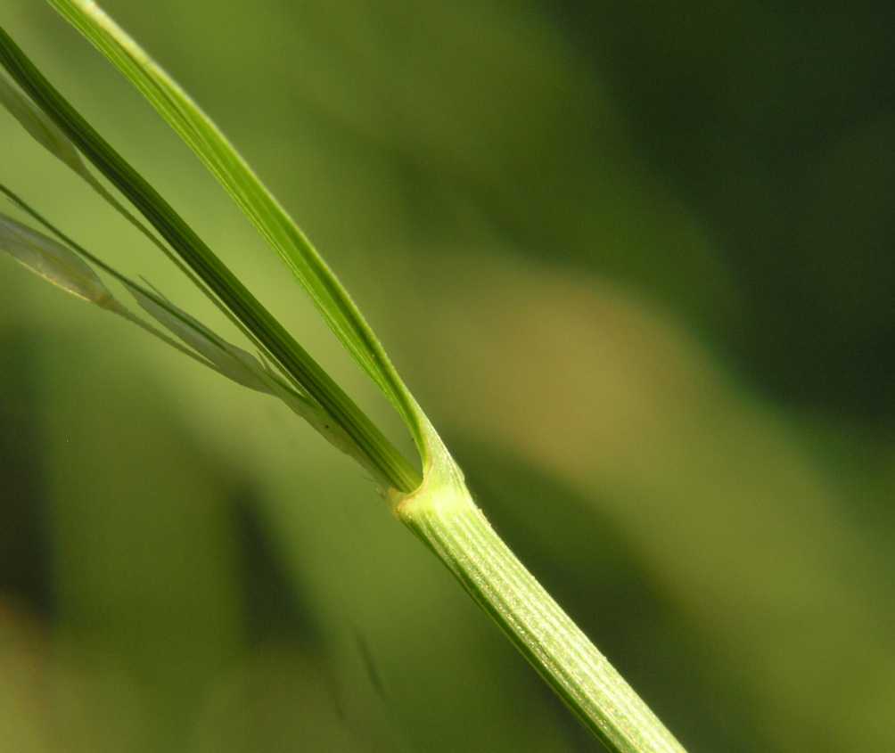 Poaceae Arrhenatherum elatius