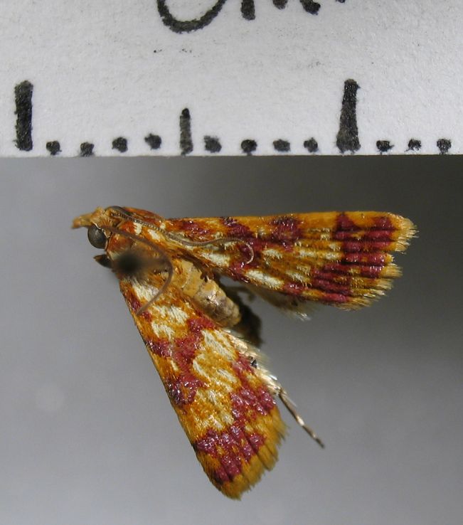 Crambidae Thesaurica notodontalis