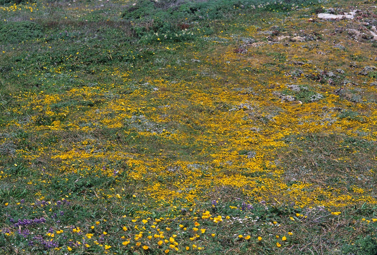 Asteraceae Lasthenia californica