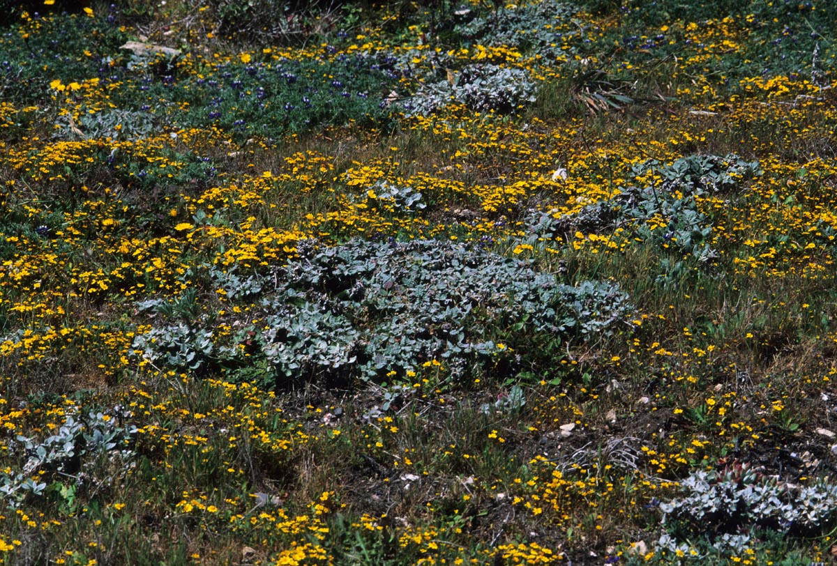 Asteraceae Lasthenia californica