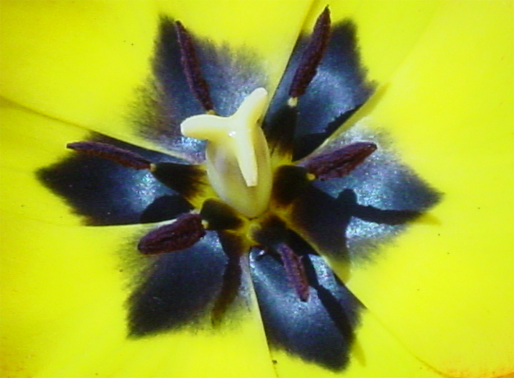 Liliaceae Tulipa gesneriana