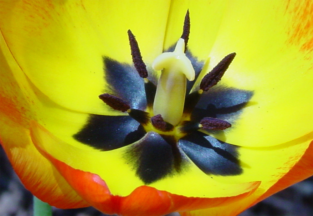 Liliaceae Tulipa gesneriana
