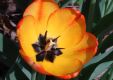 image of Tulipa gesneriana