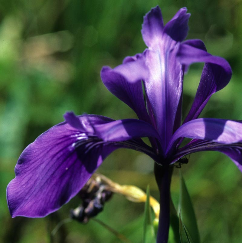 Iridaceae Iris reticulata