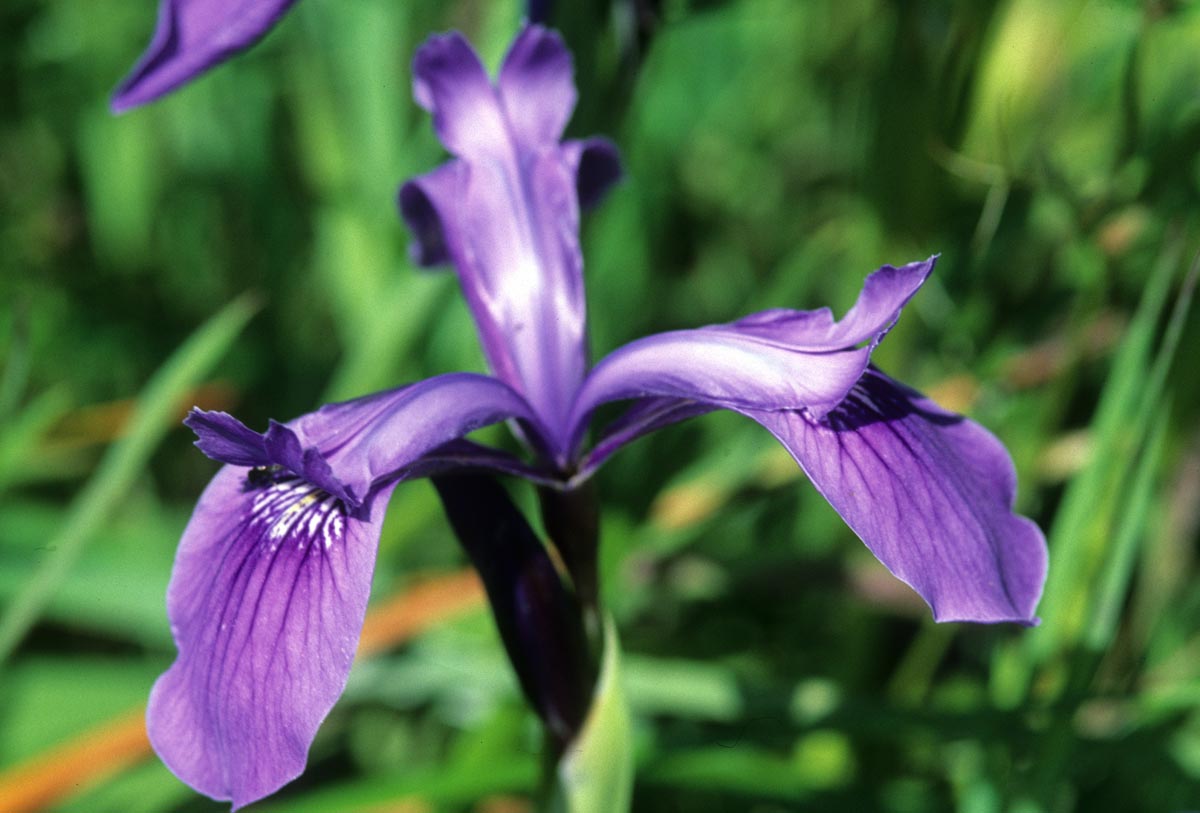 Iridaceae Iris reticulata