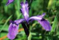 image of Iris reticulata