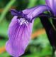 image of Iris reticulata