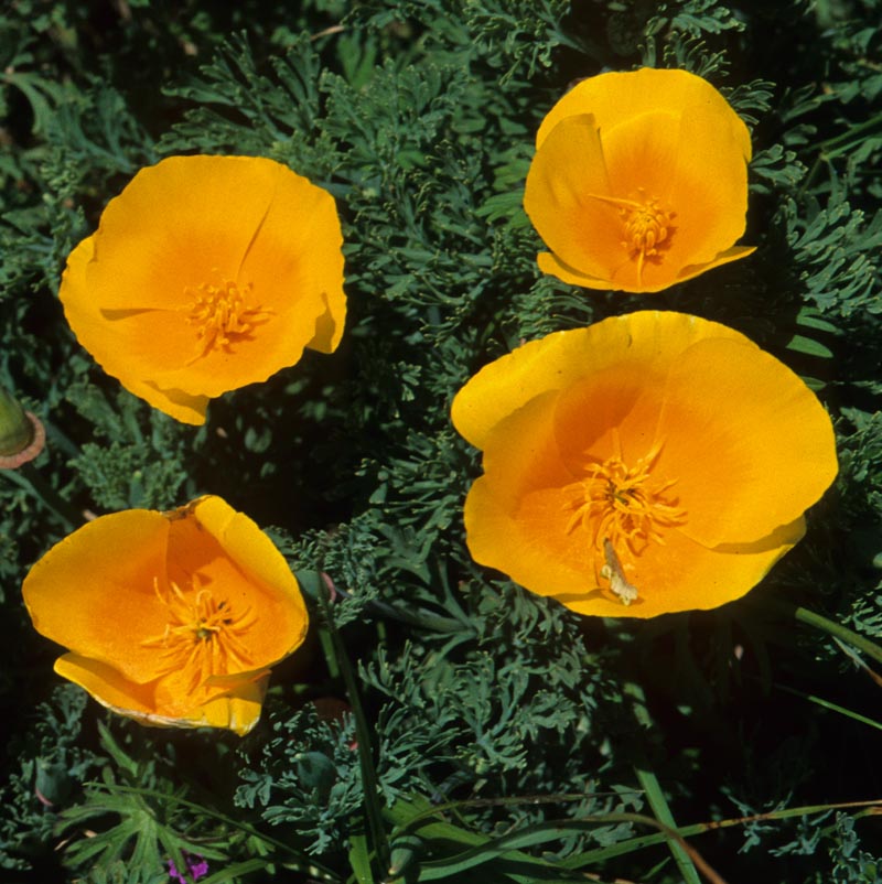 Papaveraceae Eschscholzia californica