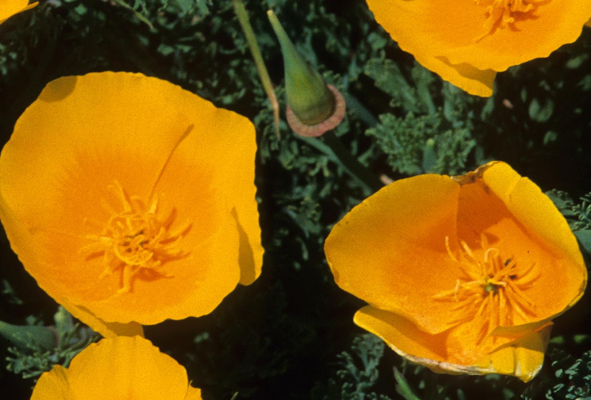Papaveraceae Eschscholzia californica