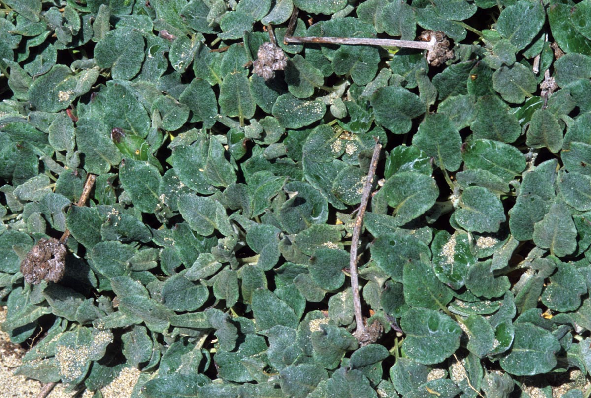 Polygonaceae Eriogonum latifolium