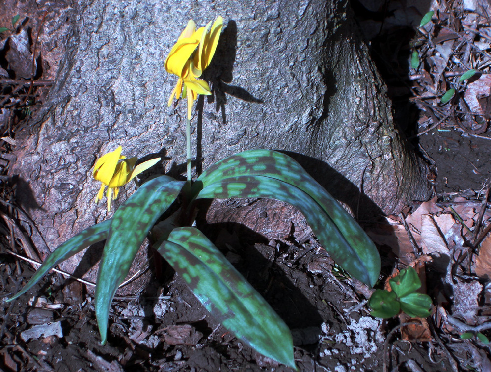 Liliaceae Erythronium americanum