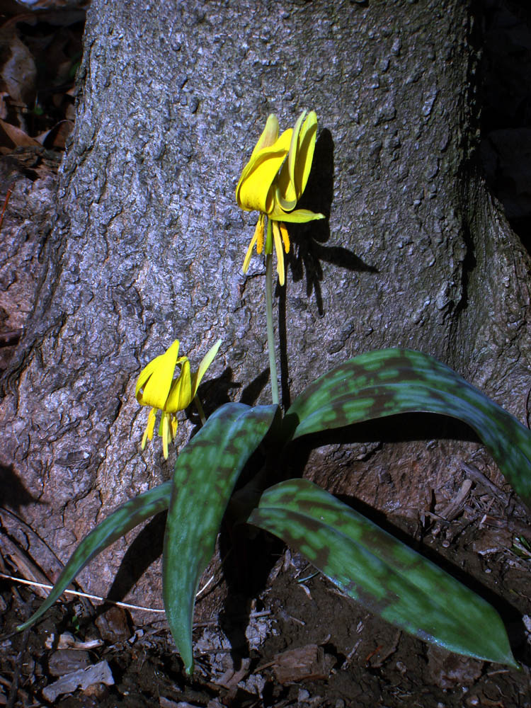 Liliaceae Erythronium americanum