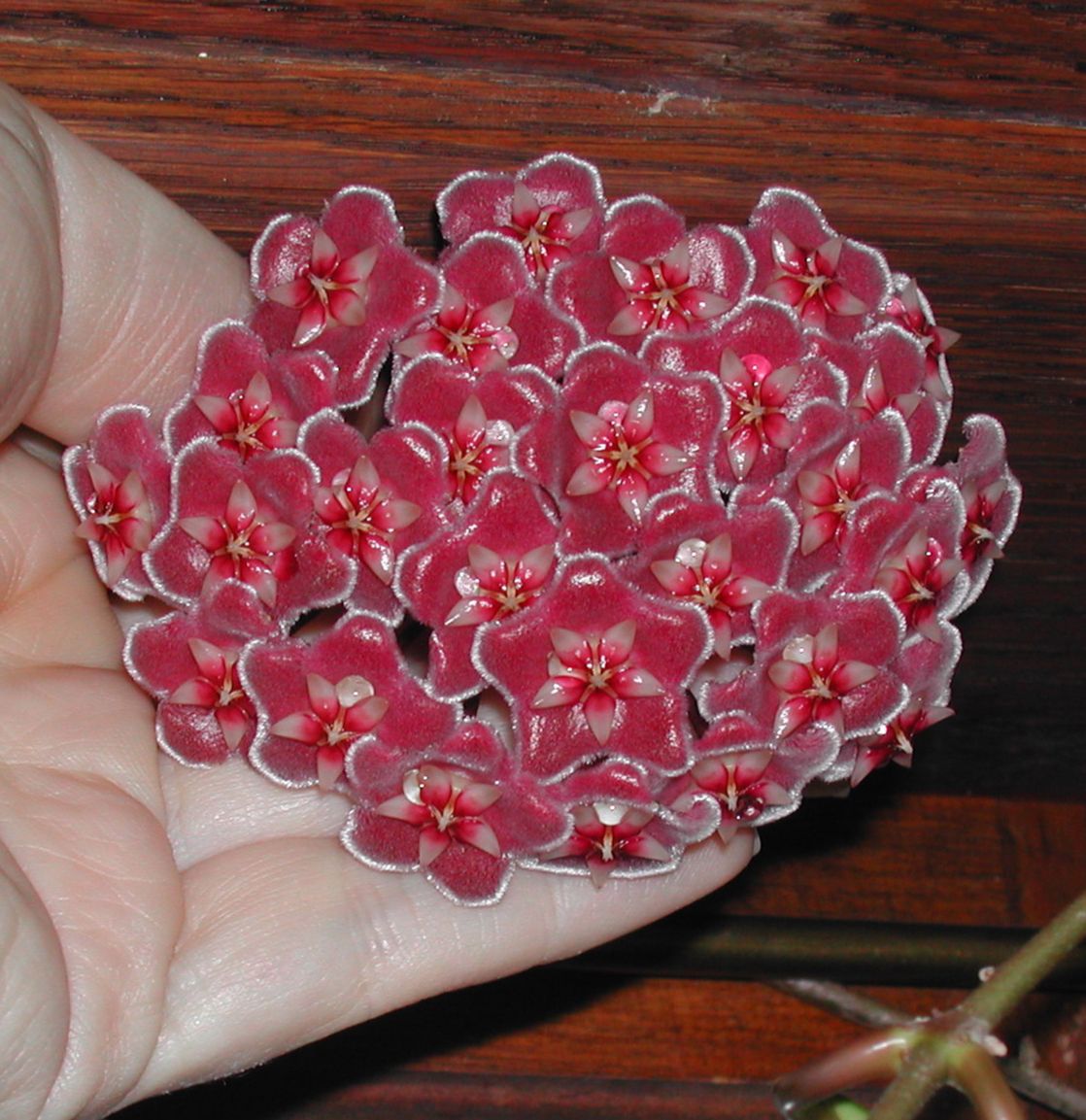 Apocynaceae Hoya pubicalyx